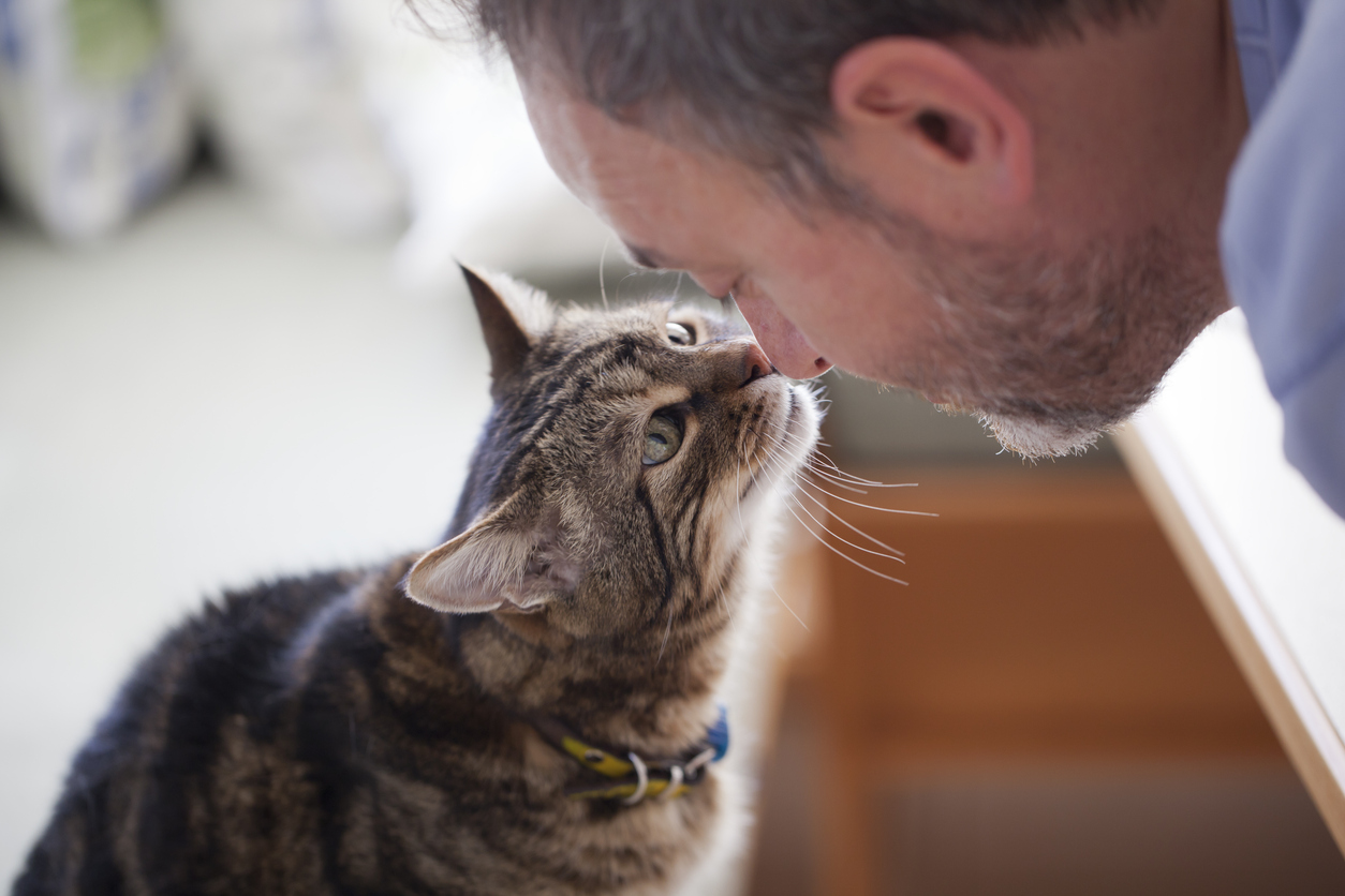 summary of best cat supplements