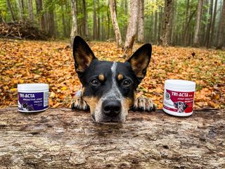 Best Glucosamine Powder for Dogs