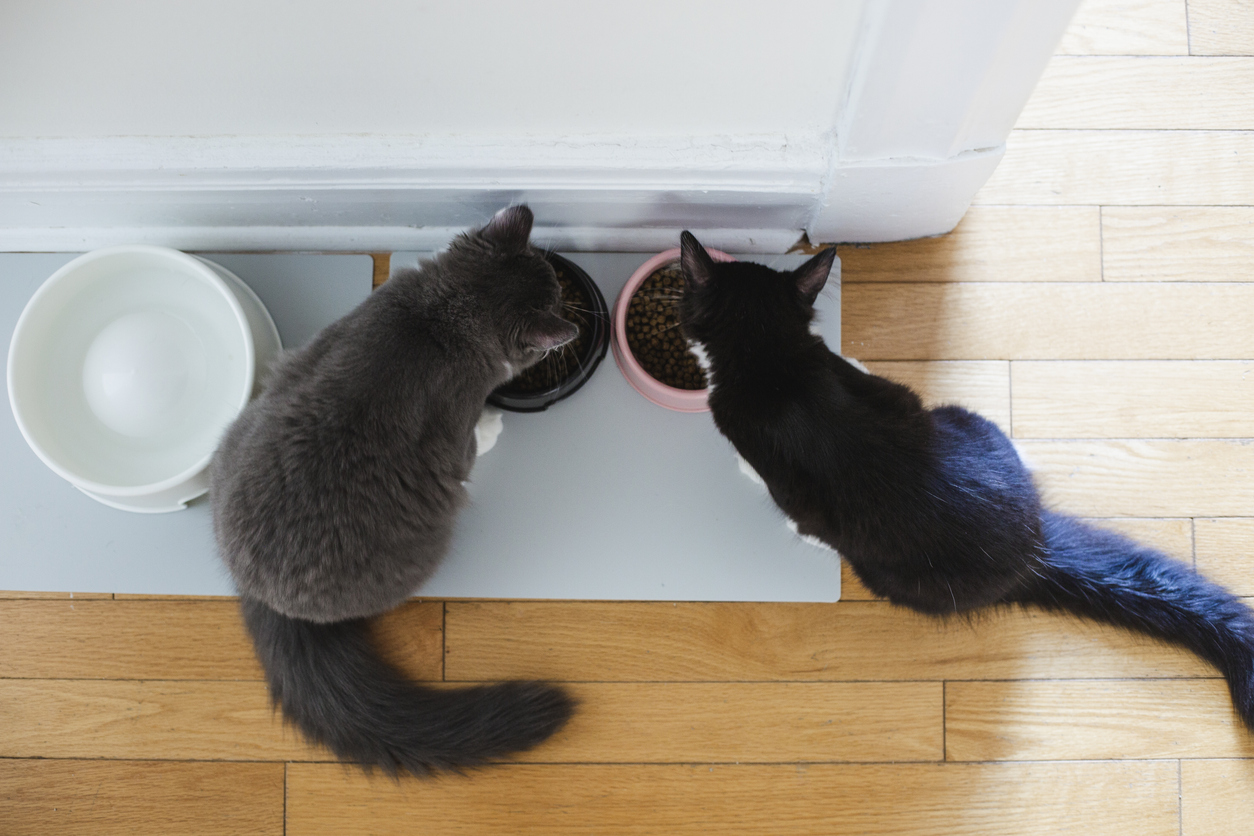 types of cat supplements
