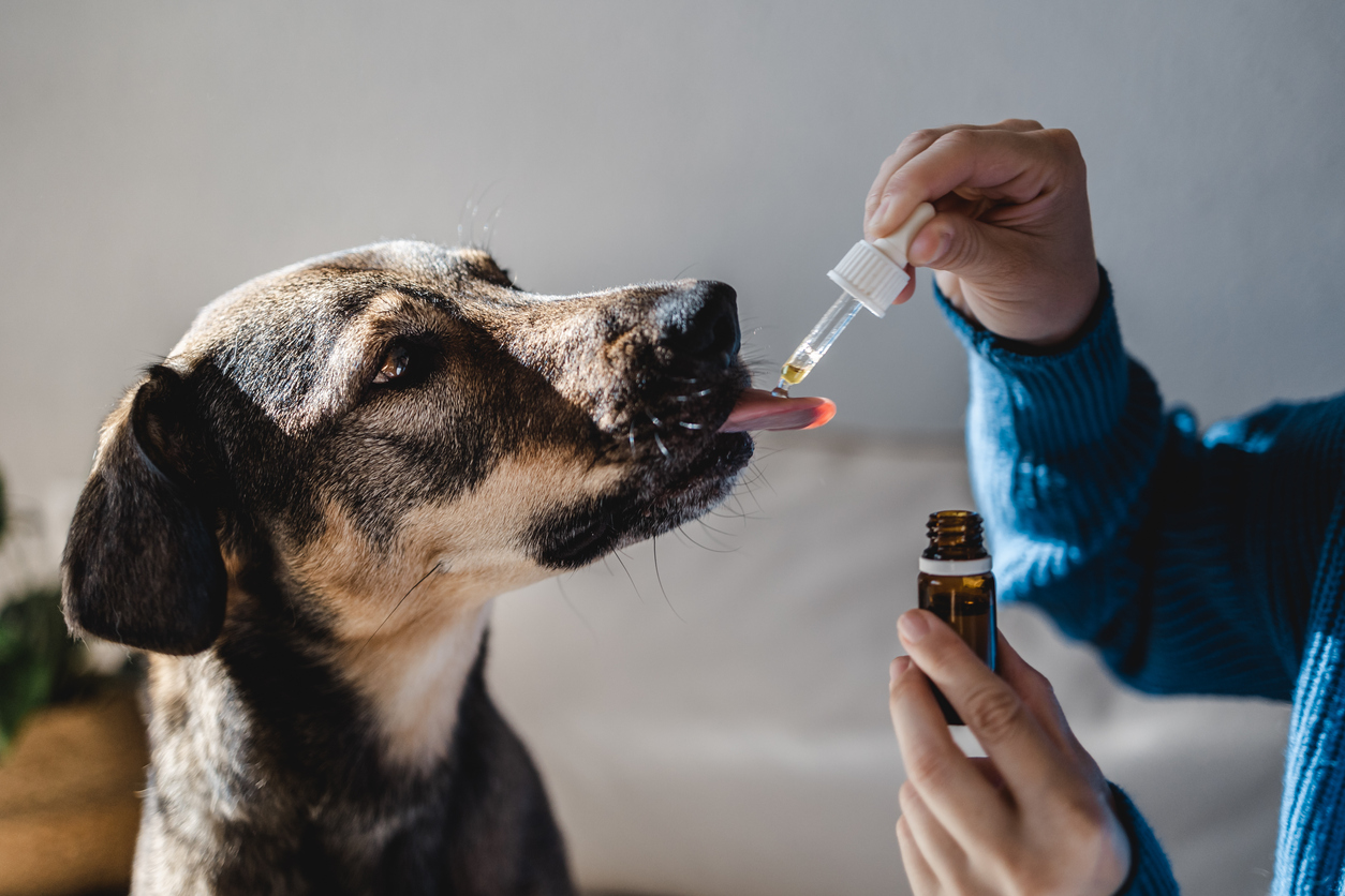 types of dog anti inflammatory
