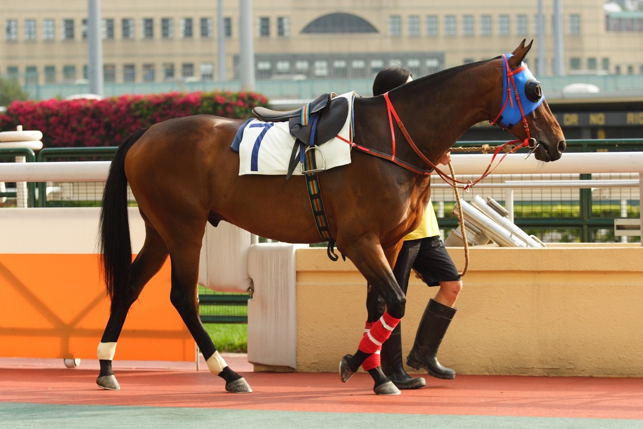 racehorse-ownership-can-be-a-little-overwhelming-for-first-time-buyers