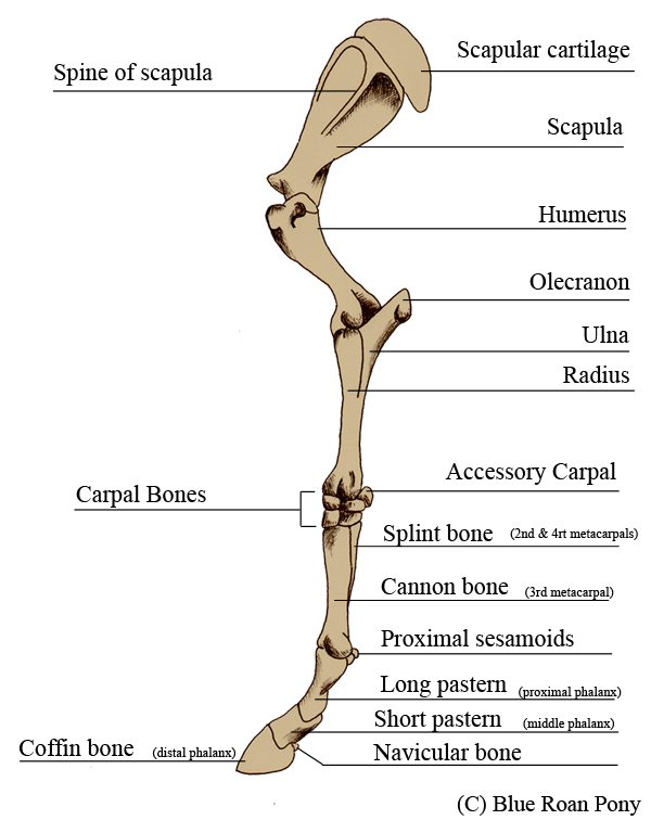 Carpalbonehorse