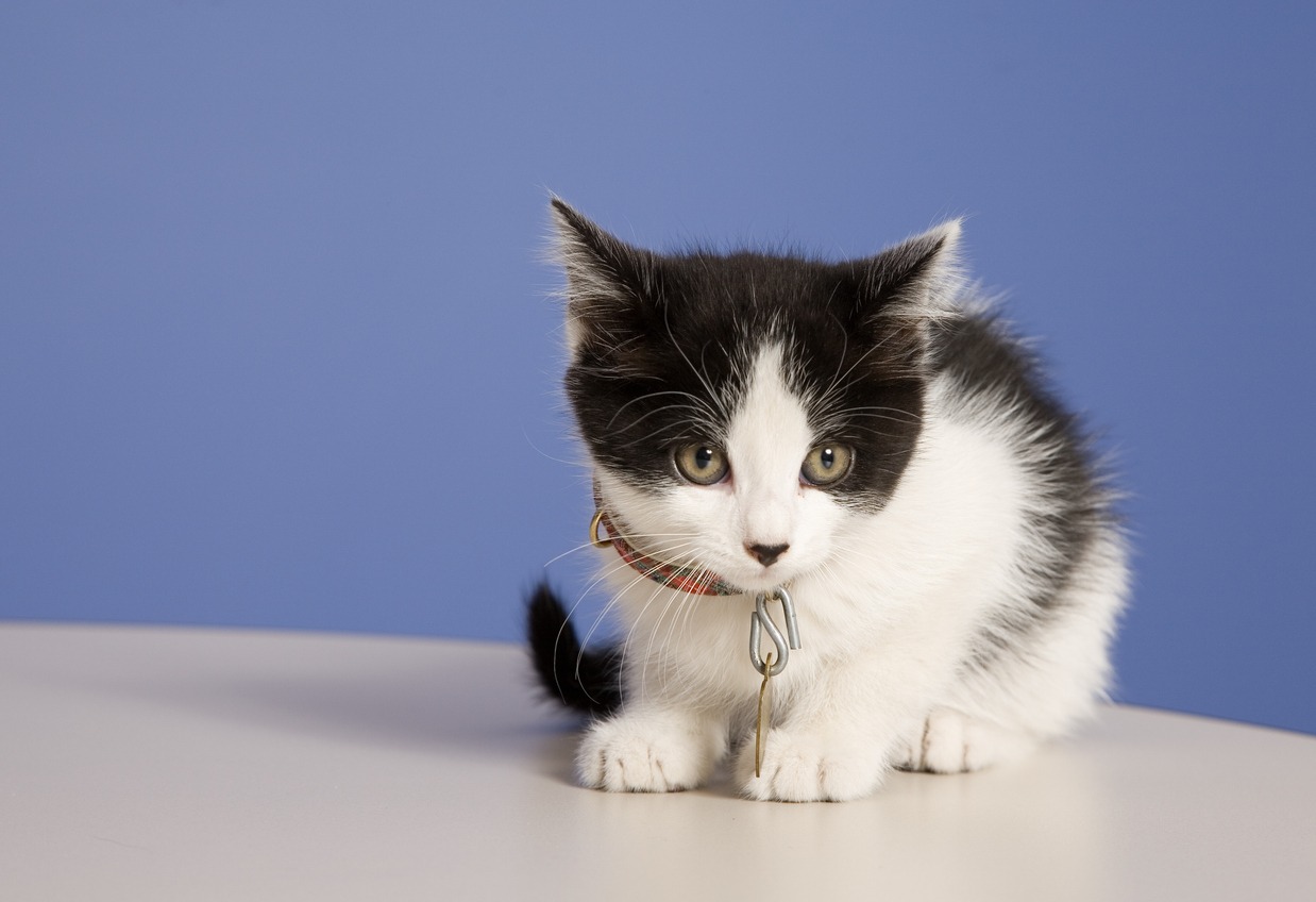 when-to-neuter-a-cat