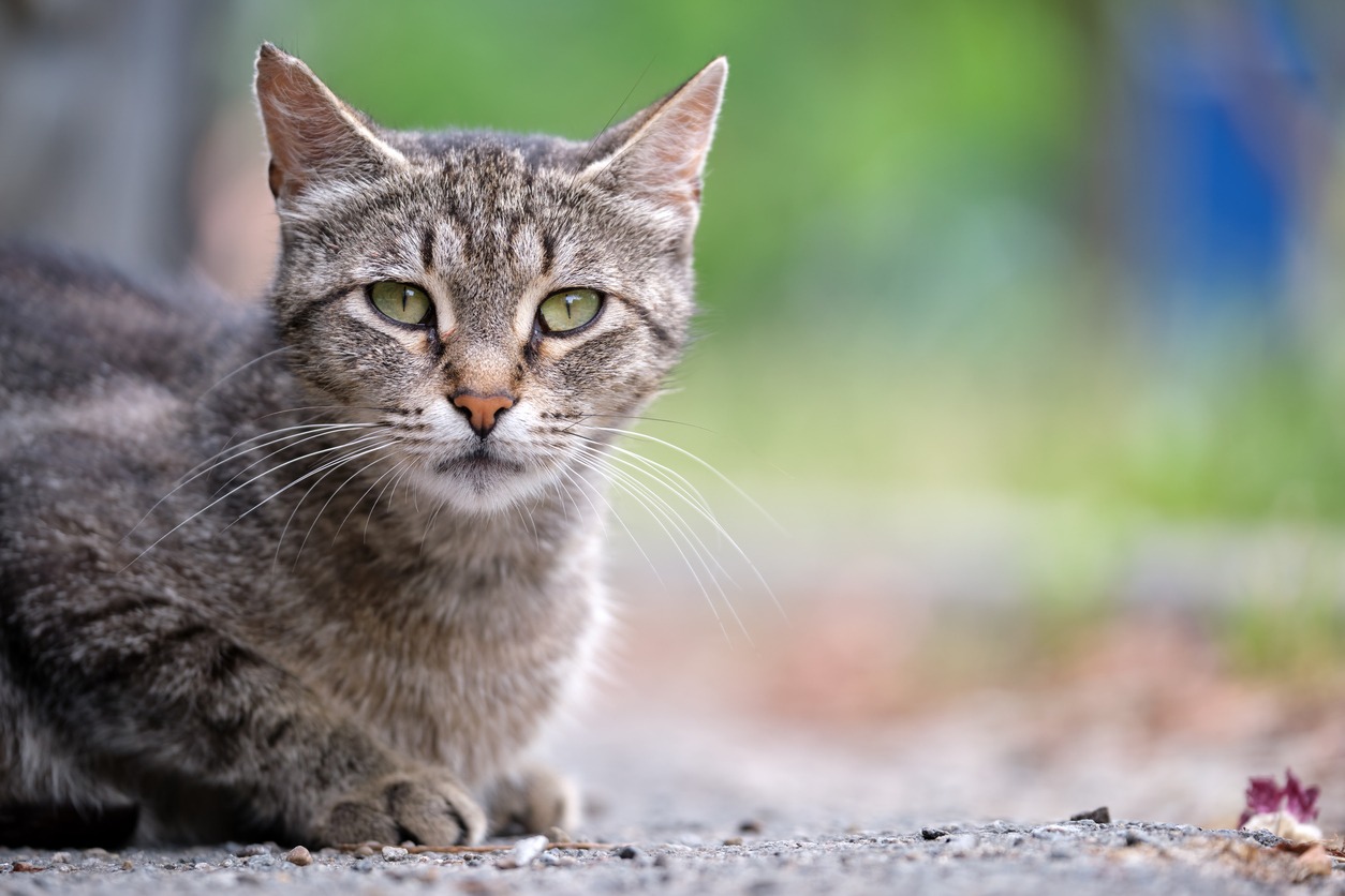 common-cat-eye-diseases-and-infections
