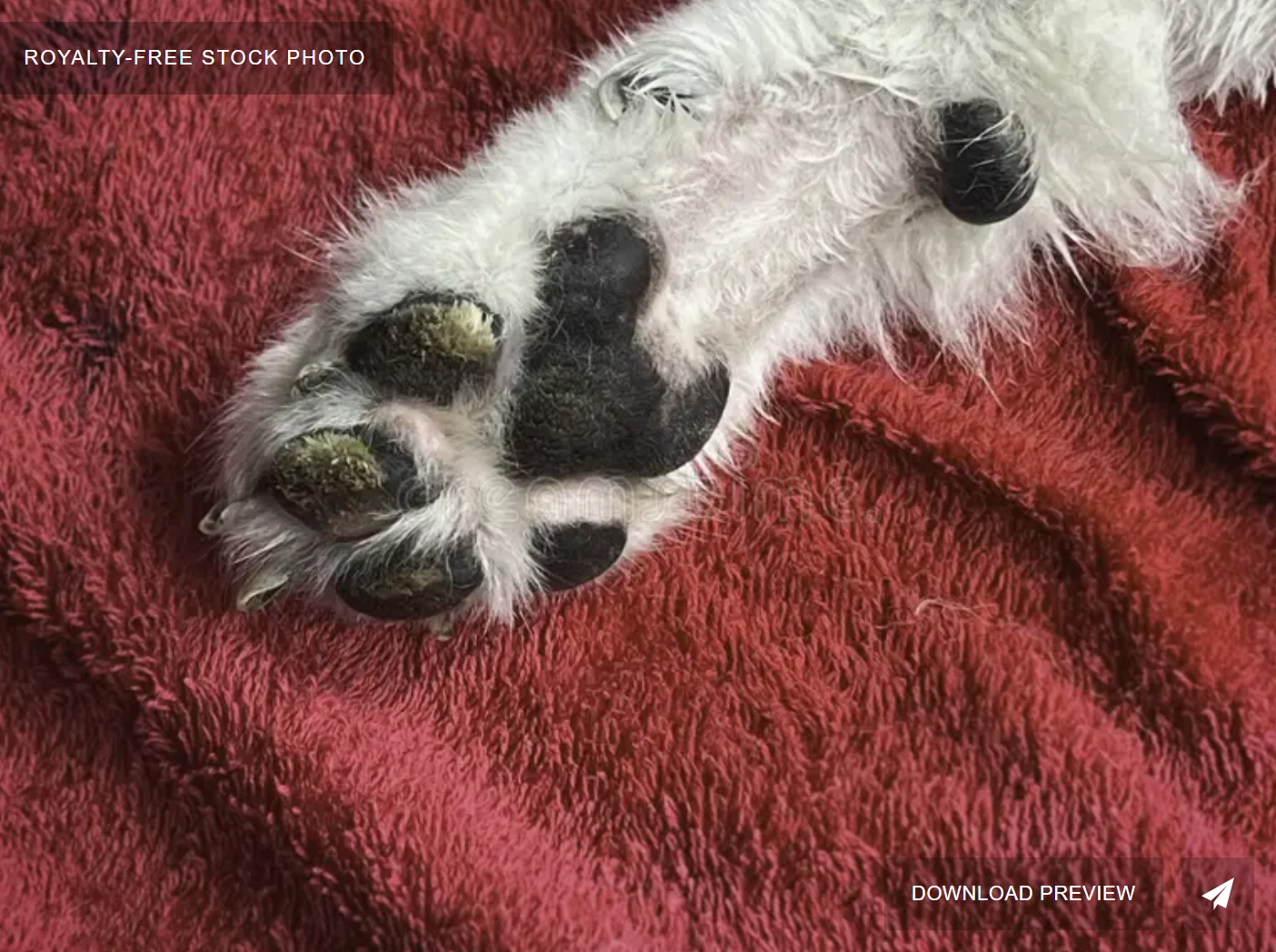 Dog Carpal Pad Hyperkeratosis