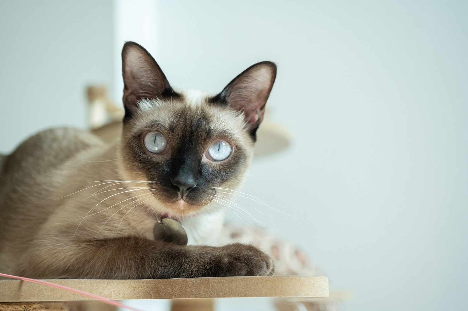 siamese-cat-health-problems-asthma