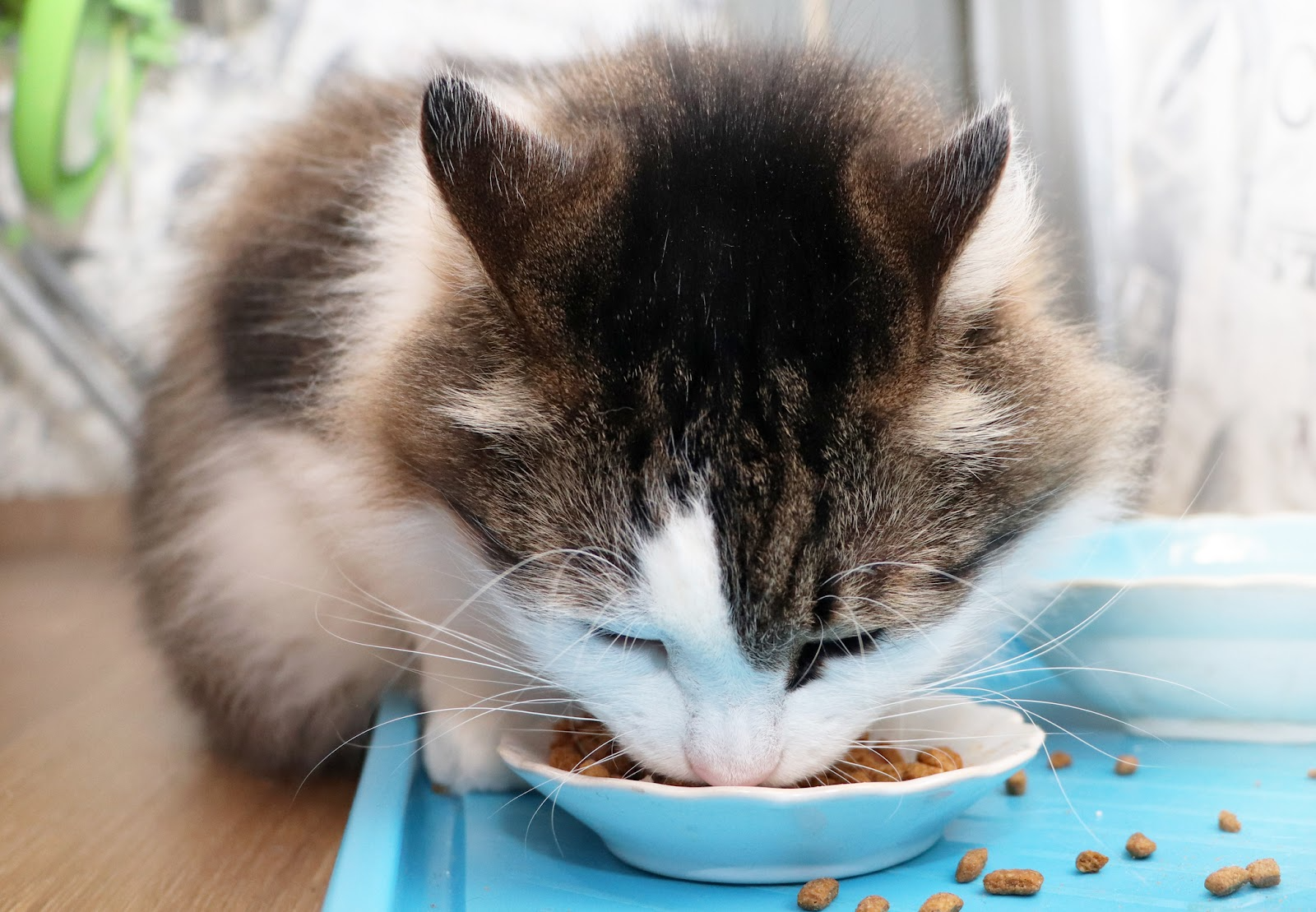 cat-health-problem-symptoms-to-monitor