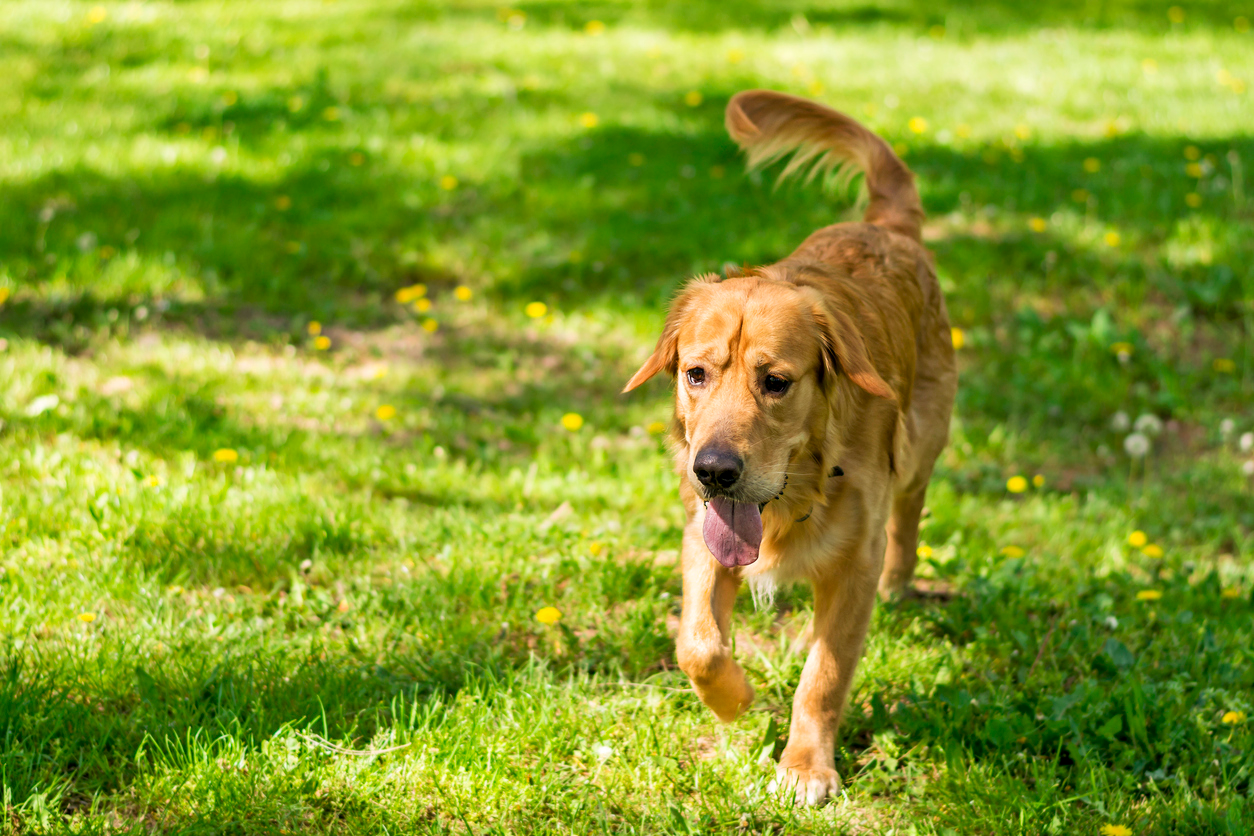 how-vets-confirm-leptospirosis