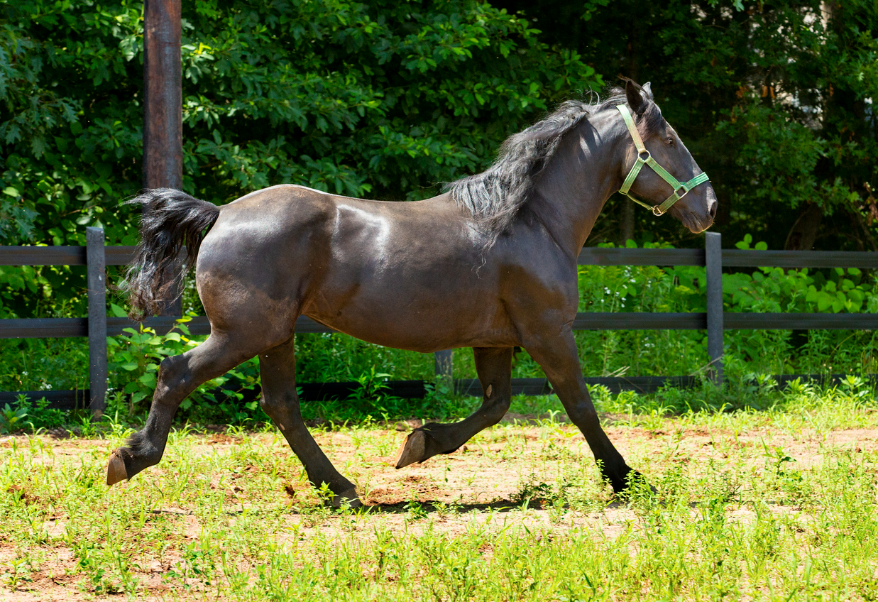 Choosing the Right Products for Horse Hoof Split Repair