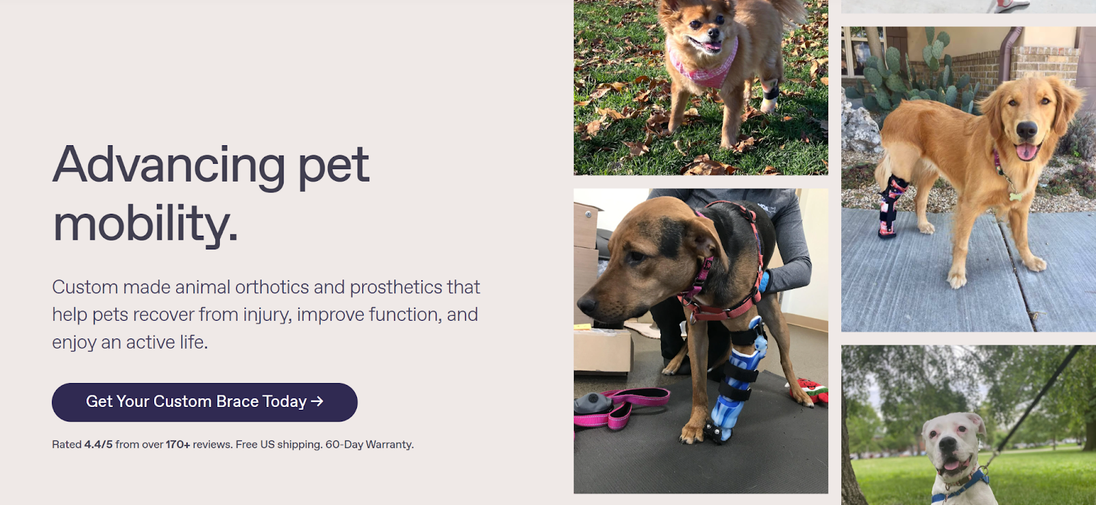 OrthoPets Custom Braces