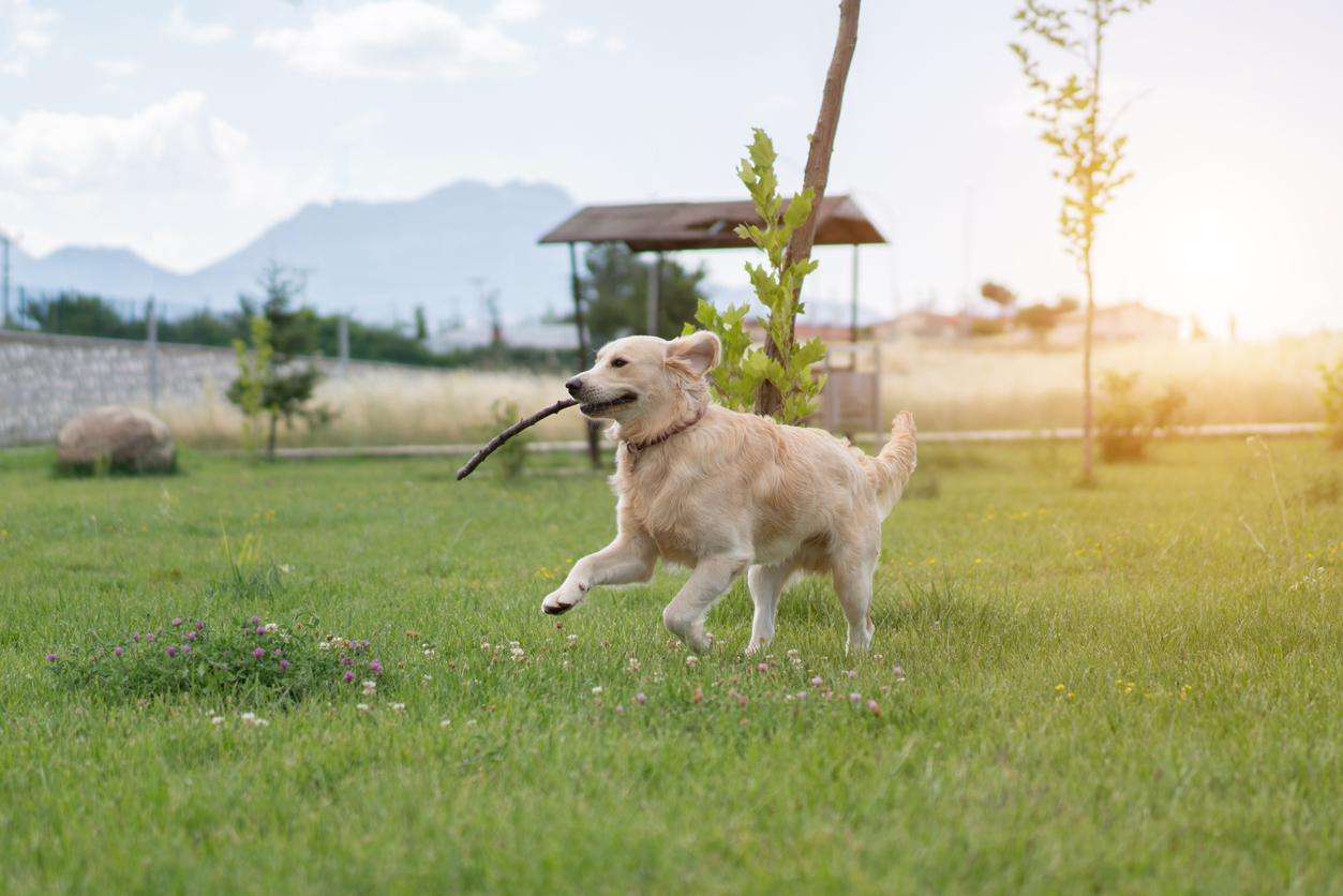 dog-soft-tissue-injury-recovery-time-what-to-expect